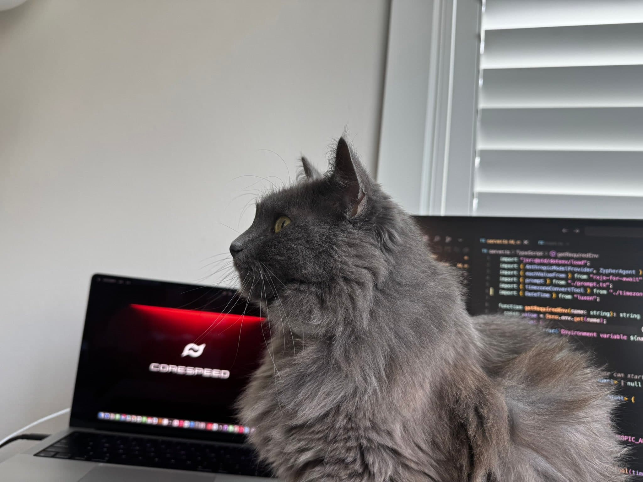 A gray cat beside a laptop displaying CoreSpeed and a monitor showing code